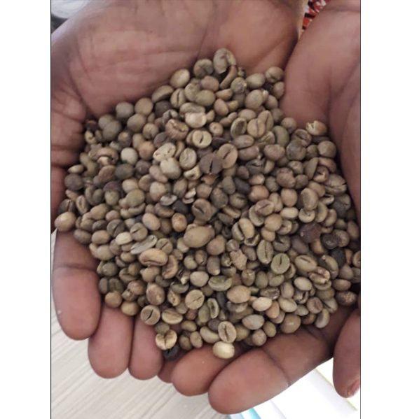 Robusta Coffee Beans - Grade 3 Robusta Coffee Beans - Grade 3