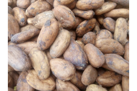 Forastero Cocoa Beans