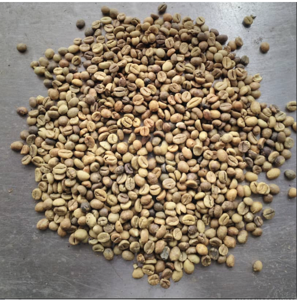 Robusta Coffee Beans - Grade 2 Robusta Coffee Beans - Grade 2