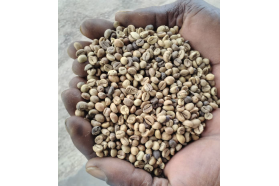 Robusta Coffee Beans - Grade 1