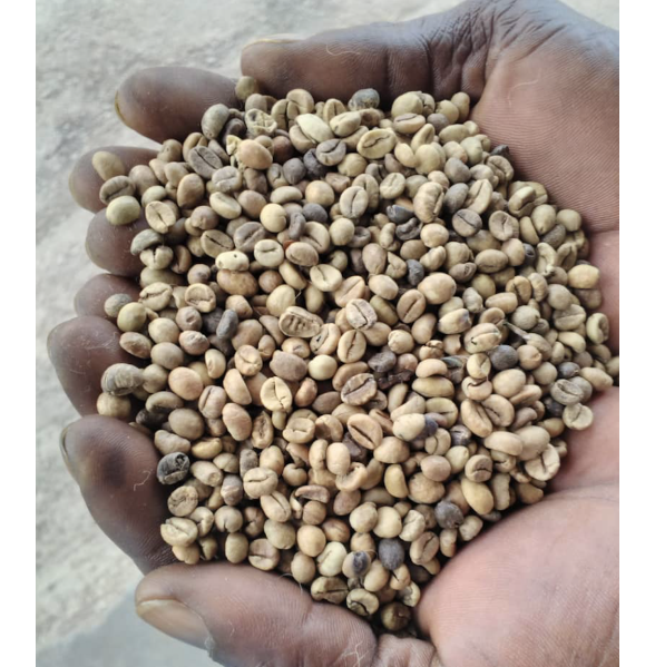 Robusta Coffee Beans - Grade 1 Robusta Coffee Beans - Grade 1