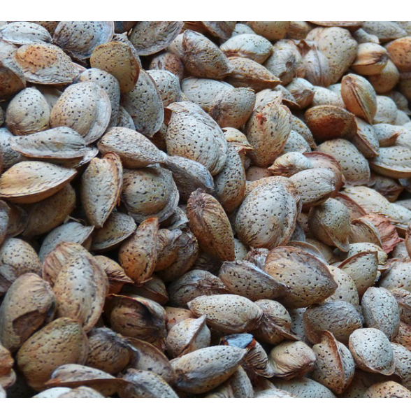 Industrial Grade Organic Almonds in Shells