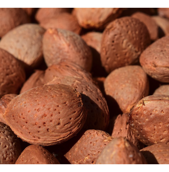 Sicilian Almonds with Shells Sicilian Almonds with Shells